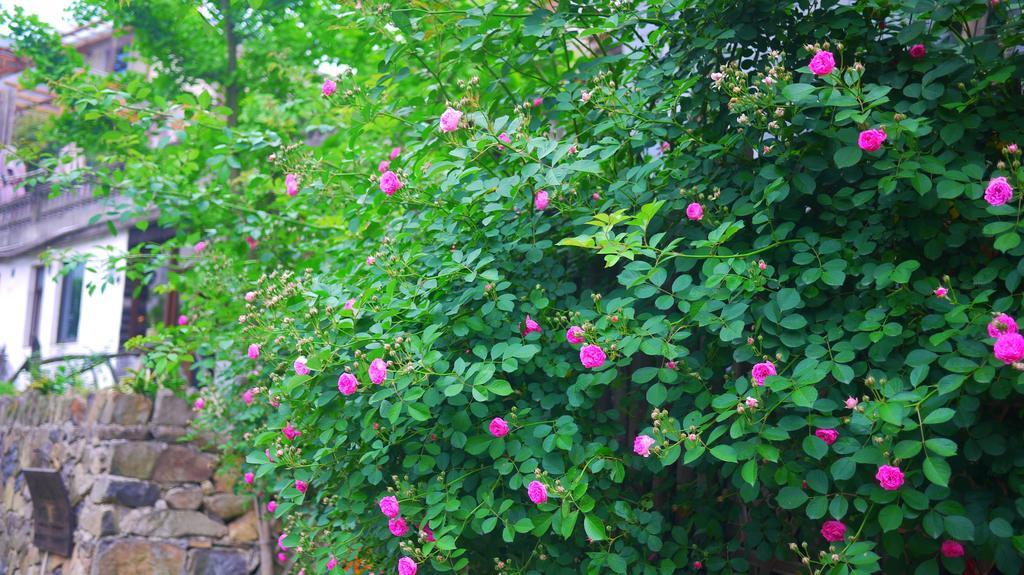 Moganshan Bamboo View Guesthouse Deqing Ngoại thất bức ảnh