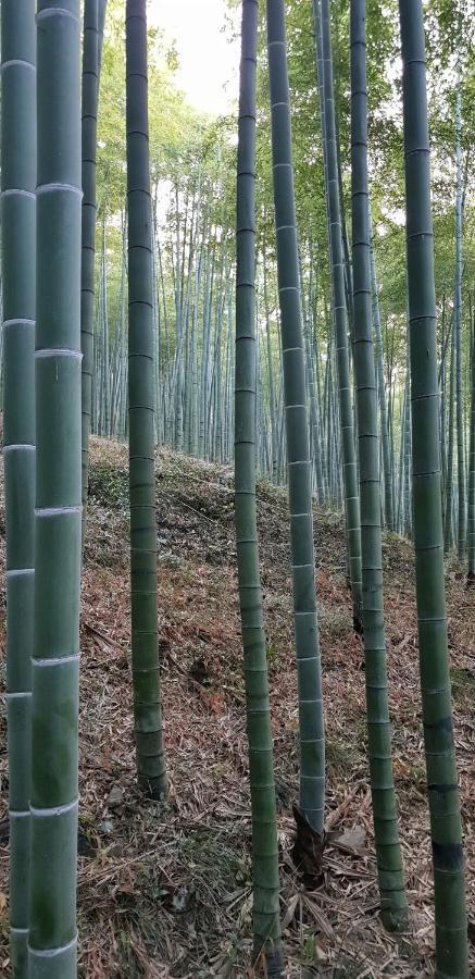 Moganshan Bamboo View Guesthouse Deqing Ngoại thất bức ảnh