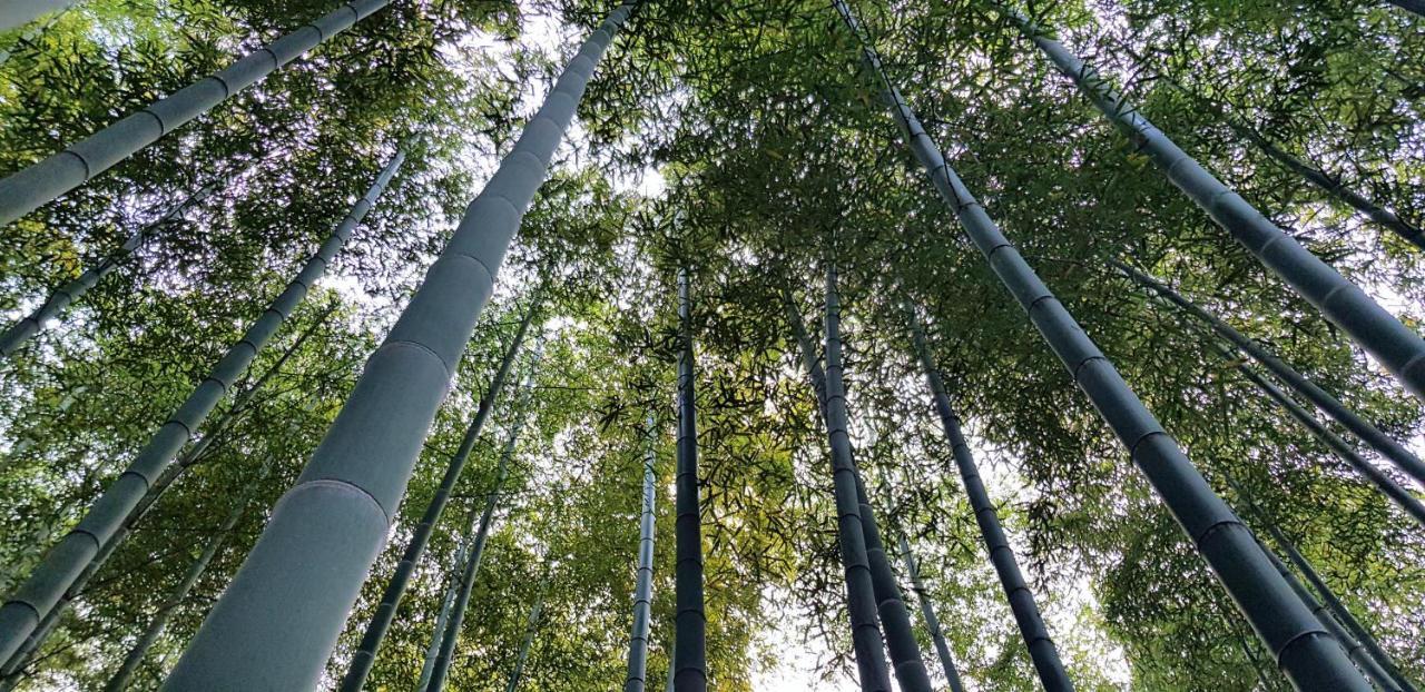 Moganshan Bamboo View Guesthouse Deqing Ngoại thất bức ảnh